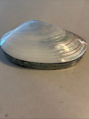 Shell-Inspired Decorative Trinket jewellery box in Pearl shade from St Maarten